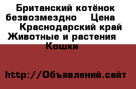 Британский котёнок безвозмездно  › Цена ­ 1 - Краснодарский край Животные и растения » Кошки   